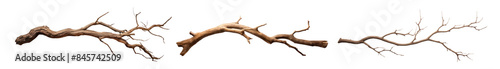 Natural dry tree branch illustration png set