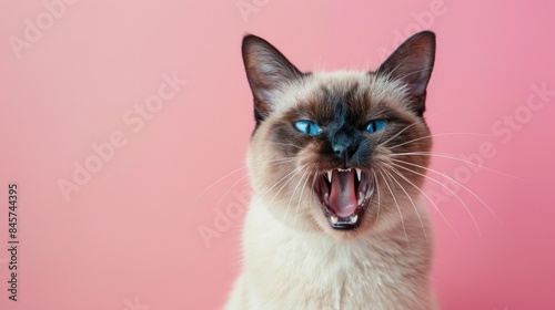 Balinese, angry cat baring its teeth, studio lighting pastel background