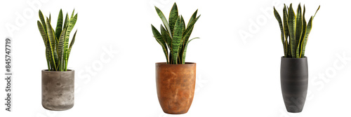 set of snake plant in a tall, cylindrical pot isolated on transparent background