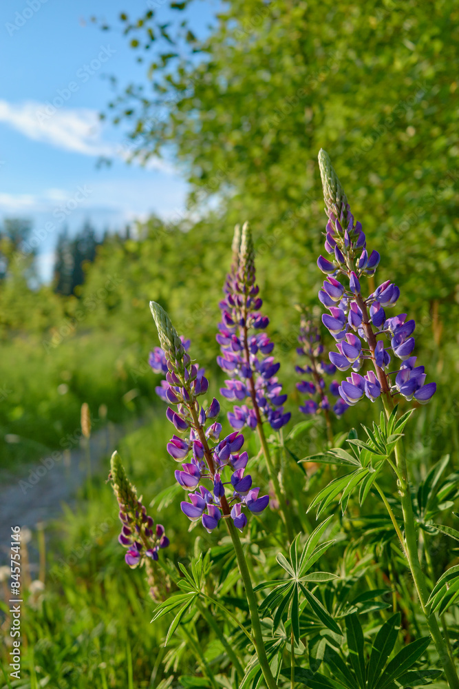 Obraz premium Flowers of forests and fields of Northern Europe: multicolored lupins, Lupinus in Tuusula in Finland in June.