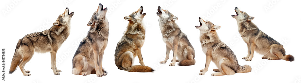 Fototapeta Howling wolf set isolated on white or transparent background, png clipart, design element. Easy to place on any other background.