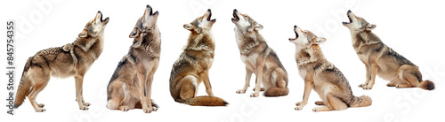 Howling wolf set isolated on white or transparent background, png clipart, design element. Easy to place on any other background.