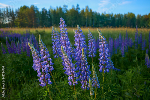 Flowers of forests and fields of Northern Europe: multicolored lupins, Lupinus in Tuusula in Finland in June.
