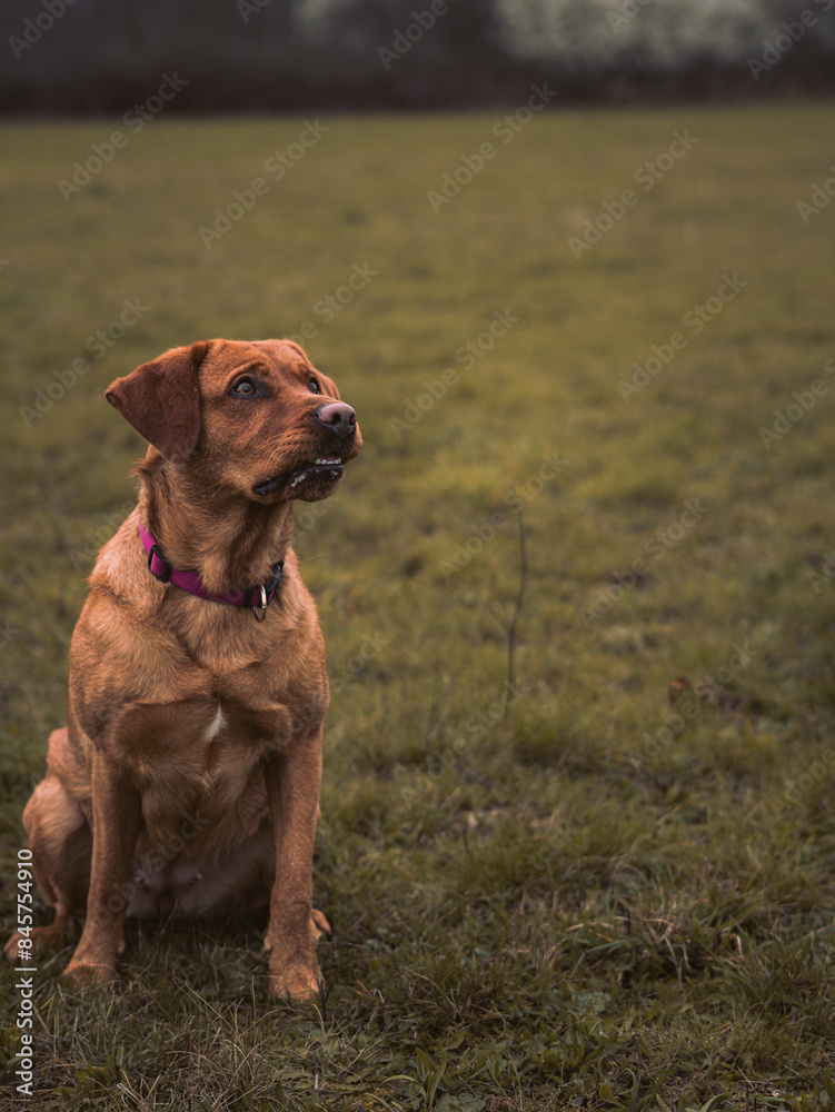 Ein foxred Labrador schaut geduldig auf sein Herrchen und wartet auf ein Kommando Ein foxred Labrador schaut geduldig auf sein Herrchen und wartet auf ein Kommando