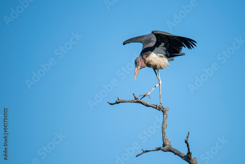 African Marabou Stork stretching on tree blue skyline, kruger national park, large bird stork wingspan