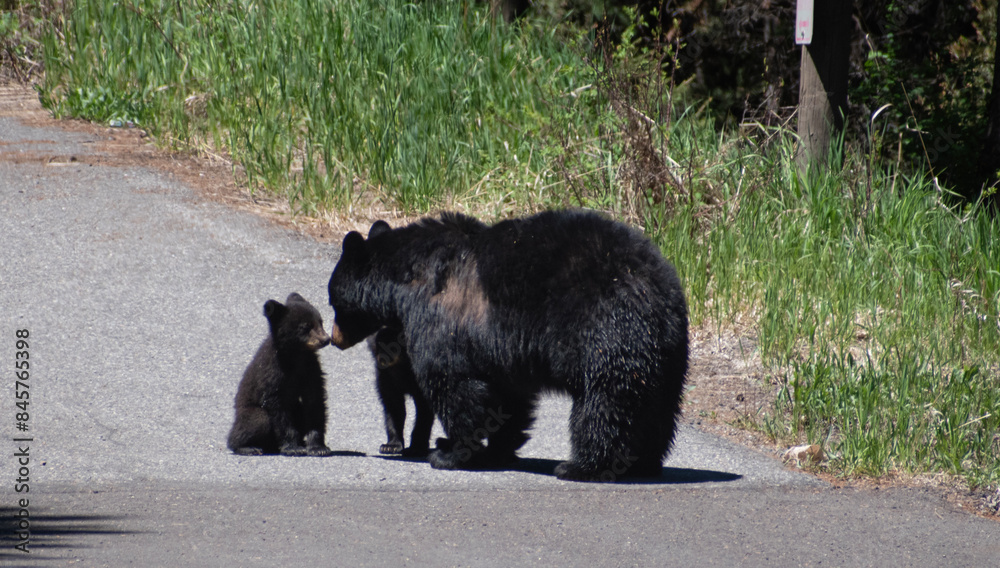 Two American black bear cubs interacting with mama on the road of Yellowstone National Park. Two American black bear cubs interacting with mama on the road of Yellowstone National Park.