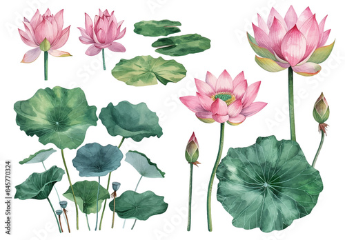 3d set of white and pink lotus flowers, stems and leaves for advertising and invitations vector illustration