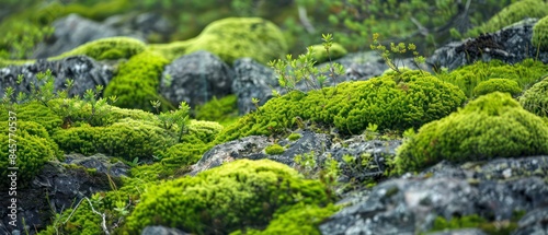 Moss adorns barren bedrock, painting a vibrant green tapestry of life amidst rugged terrain