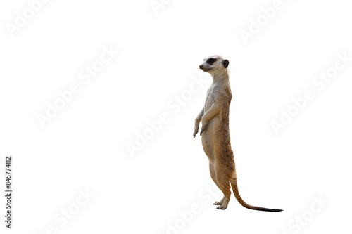 Fototapeta Naklejka Na Ścianę i Meble -  Funny meerkat isolated on transparent background png file