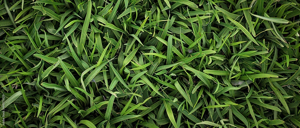 Grass texture embodies the tactile sensation of running your fingers through a verdant sea of green Grass texture embodies the tactile sensation of running your fingers through a verdant sea of green