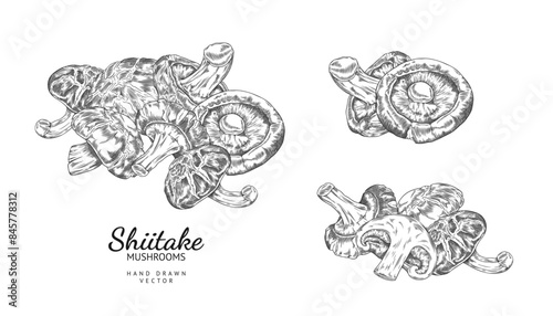 Shiitake mushrooms harvest heap engraved hand drawn vector illustrations set, Asian fungus or fungi natural organic food