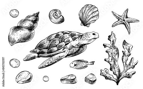 Turtle, shells, starfish, fish, bubbles, pebbles and other sea animals and plants. Graphic illustration hand drawn in black ink. Set of isolated objects EPS vector.
