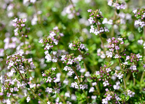 Background photography of thyme, nature, plant, garden, leaf; plantthymus, medicinal, herbal, food, health, ingredient, organic, herb, healthy, medicine, 
