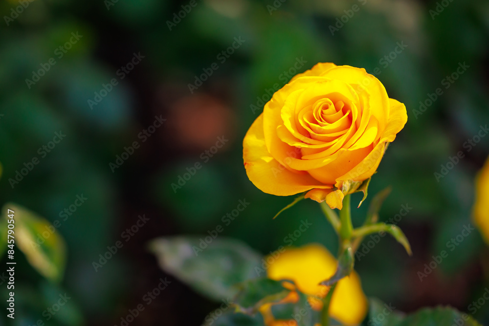 A single yellow rose is the main focus of the image A single yellow rose is the main focus of the image