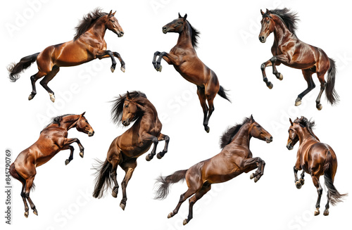 Set of different jumping and rearing brown horses, dynamic pose, isolated on white or transparent background, png clipart, design element.