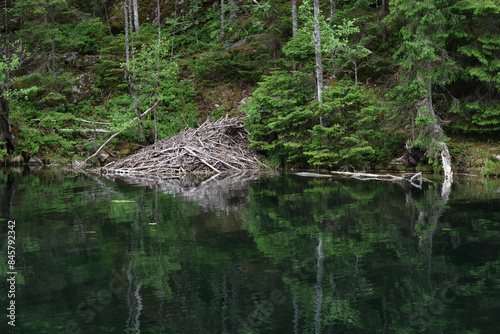 Photography Beaver hut