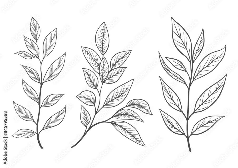 Floral branch and minimalist leaves. Hand drawn line wedding herb, elegant wildflowers. Minimal line art drawing for print, cover or wallpaper