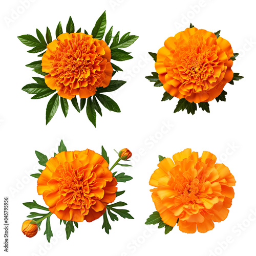 Four vibrant orange marigold flowers with green leaves, isolated on  background.