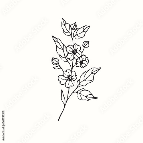 Line art dogwood flower illustration