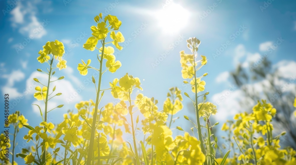 Wild yellow flowers set against a backdrop of a bright blue sky in sunlight Wild yellow flowers set against a backdrop of a bright blue sky in sunlight