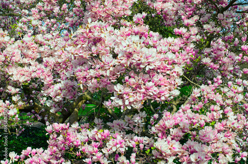 Close-up view of blooming magnolia tree. A large blooming magnolia tree on a sunny spring day. Pink magnolia flowers against the blue sky. City park in Karlovy Vary, Czech Republic