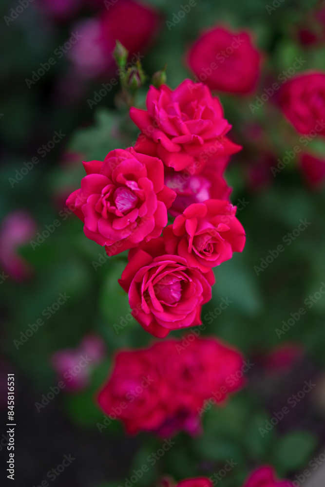 red pink roses in garden red pink roses in garden
