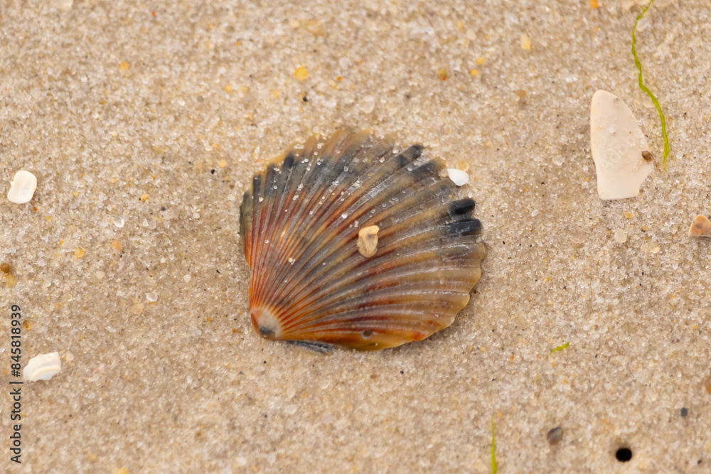 This pretty scallop shell lay here on the beach. The bands of colors stand out with the browns, reds, and black. The seashell looks like a fan with ridges. Grains of sand lay all around. This pretty scallop shell lay here on the beach. The bands of colors stand out with the browns, reds, and black. The seashell looks like a fan with ridges. Grains of sand lay all around.