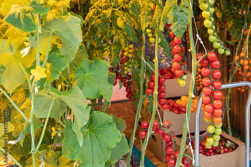 A greenhouse filled with lots of red tomatoes. Fresh tomatoes picked from the bush in a greenhouse. Harvest of fresh tomatoes at the farm