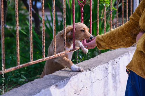 woman petting a small dog over the fence 2