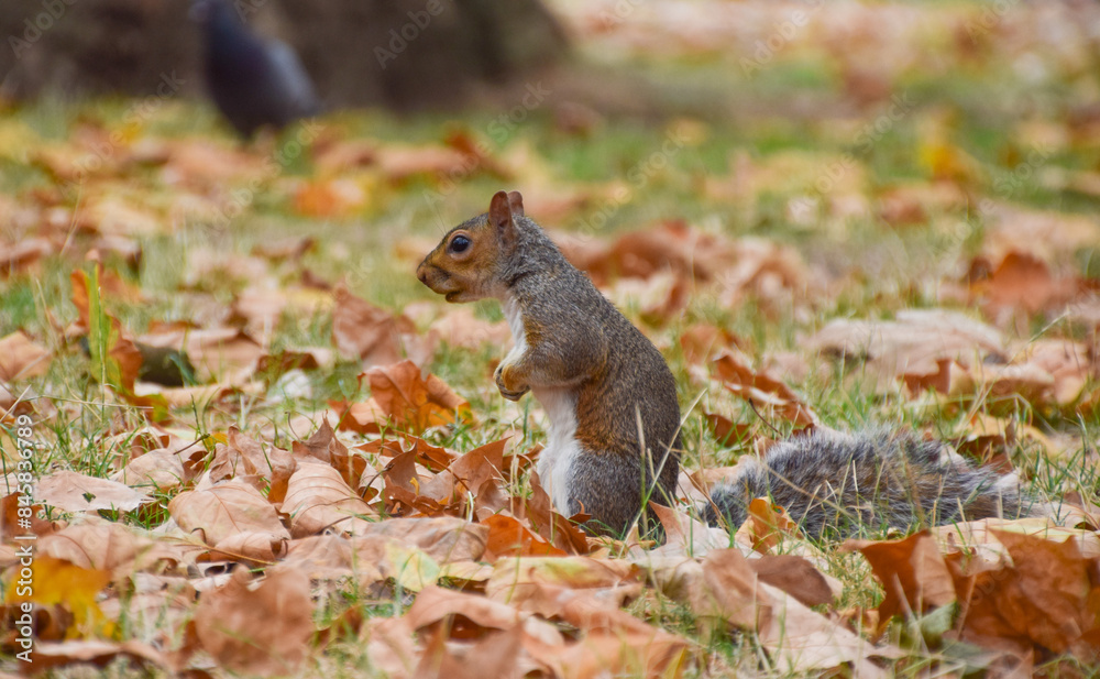 A grey squirrel looks for nuts among fallen leaves in a park in London, UK A grey squirrel looks for nuts among fallen leaves in a park in London, UK