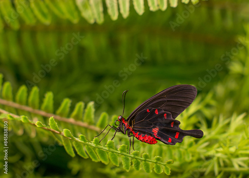 Black and red Pachliopta Kotzebuea butterfly on green leaves.