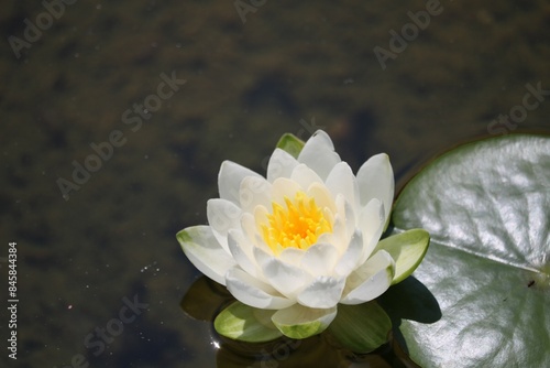 Wallpaper Mural Nénuphar Torontodigital.ca