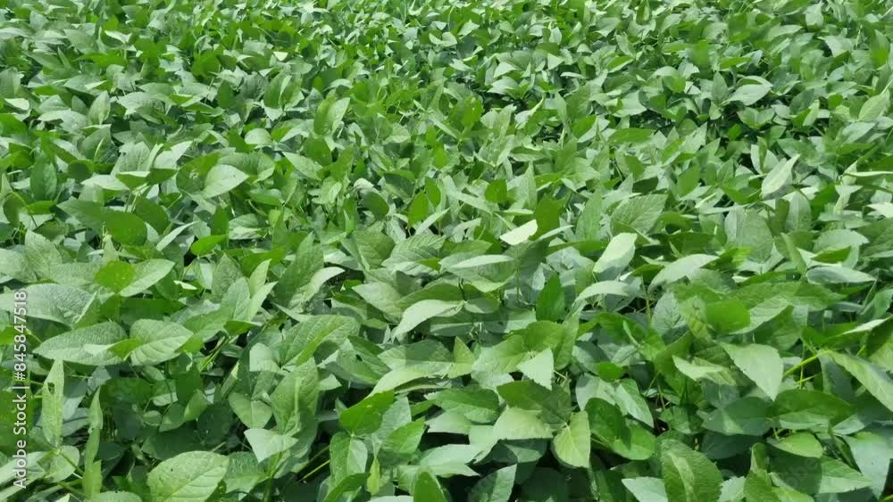Green crop of soyabean waving with wind in the farm Green crop of soyabean waving with wind in the farm