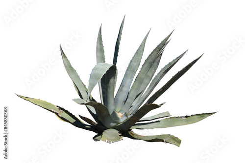 An Agave Americana isolated on the transparent background