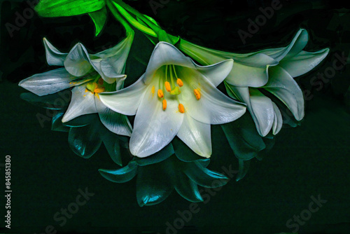 Three Lovely White Lilies laid out on Black with a Blue Reflection