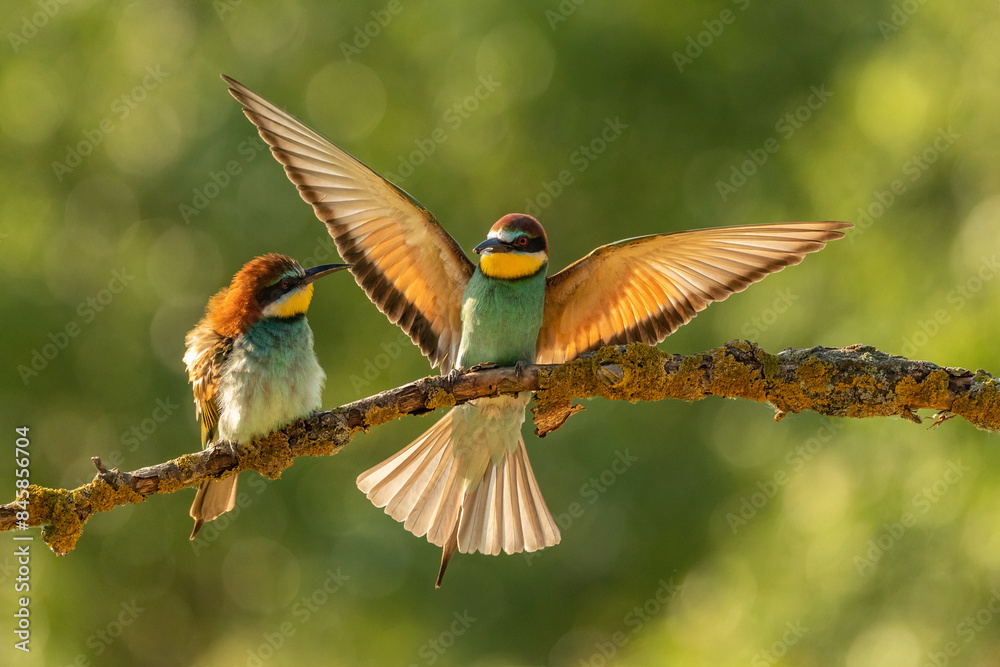 Fototapeta premium European bee-eater (Merops apiaster)