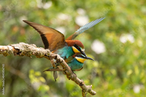 European bee-eater (Merops apiaster)