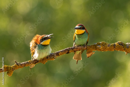European bee-eater (Merops apiaster)