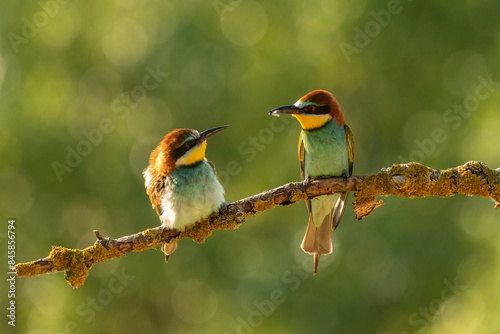 European bee-eater (Merops apiaster)