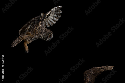 Flying owl with long open feathers looking at tree trunk