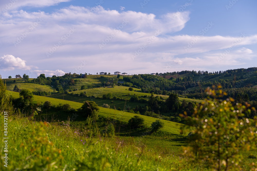 Fototapeta premium vineyard in region