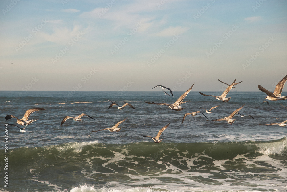 Fototapeta premium seagulls by the ocean 
