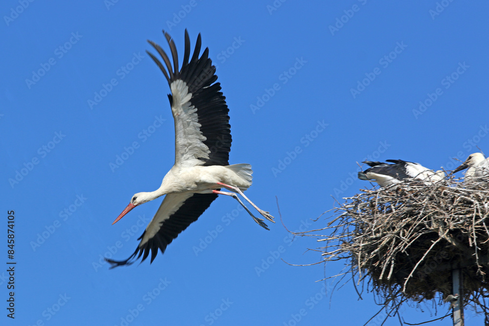 Fototapeta premium White stork flying from nest