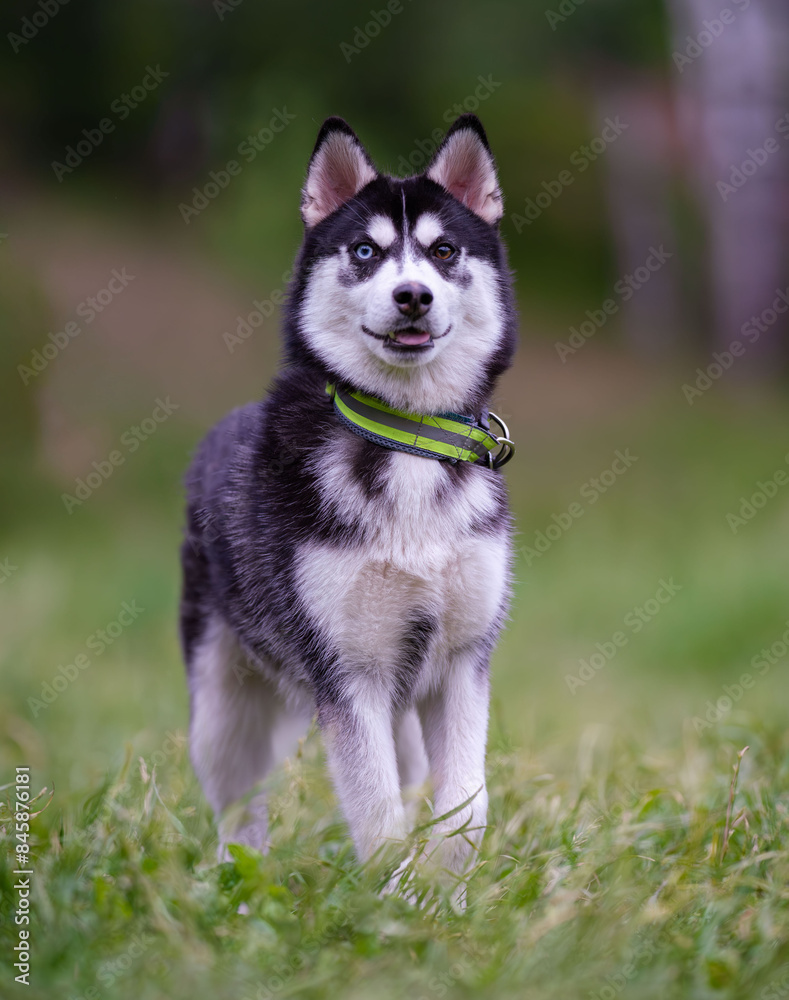A young husky with different colored eyes, one blue and the other brown, poses for the camera. A young husky with different colored eyes, one blue and the other brown, poses for the camera.