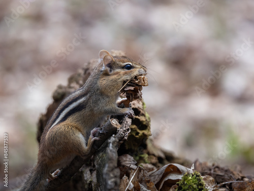 Eastern Chipmunk in spring with a mouthful of leaves for a nest in springtime in Ontario