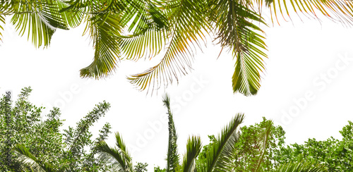 Palm leaves and coconut tree for PNG background, Canopy Lush Green Palm leaves and coconut tree with Cascading Leaves isolated in PNG background,  Green Tree with Leaves Creating a tree Border