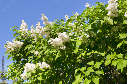Lilac branches on a background of blue sky.