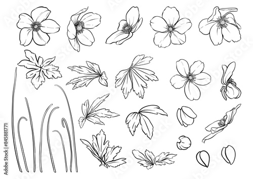 Forest Anemone flowers, decorative flowers and leaves Clip art, set of elements for design Vector illustration. In art nouveau style, vintage, old, retro style. In botanical style