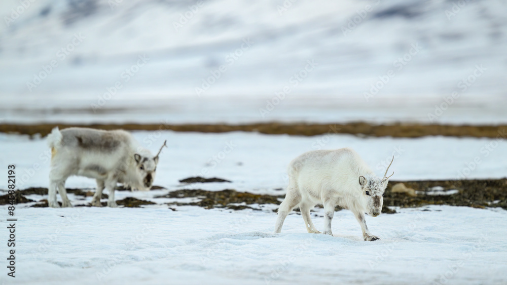 Naklejka premium The Svalbard reindeer (Rangifer tarandus platyrhynchus) in early spring