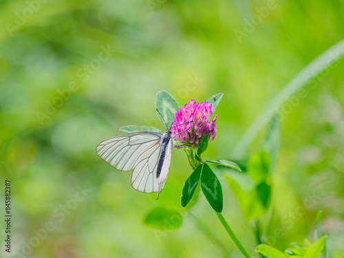 Aporia crataegi. Large butterfly of the family Pieridae